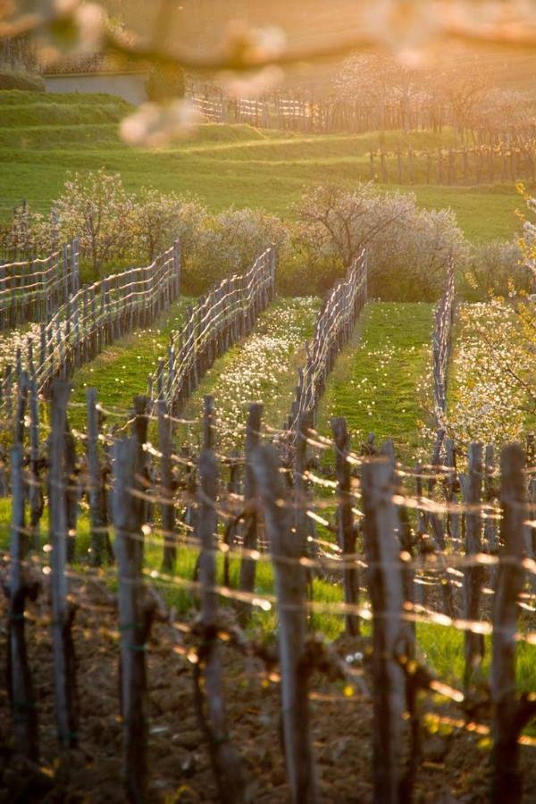 Vidus Wine Estate *